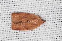 Clepsis consimilana