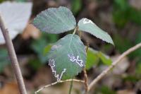 Stigmella aurella/splendidissimella