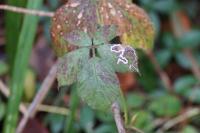 Stigmella aurella/splendidissimella