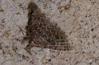 Alucita huebneri
