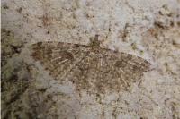 Alucita hexadactyla/bidentata