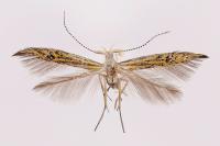 Coleophora limoniella