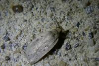 Agonopterix yeatiana