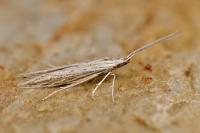 Coleophora dianthi