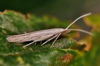 Coleophora dianthi