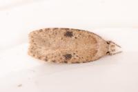 Agonopterix propinquella