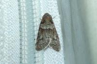Tortricodes alternella