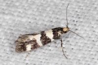 Denisia luctuosella