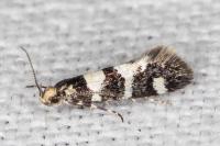 Denisia luctuosella