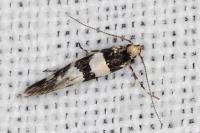 Denisia luctuosella