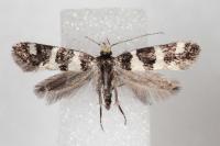 Denisia luctuosella