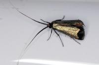 Adela reaumurella