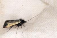 Adela reaumurella