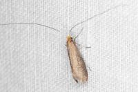 Nematopogon adansoniella