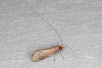 Nematopogon