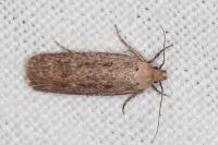 Platyedra subcinerea