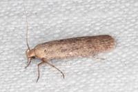 Platyedra subcinerea