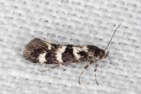 Denisia lutea