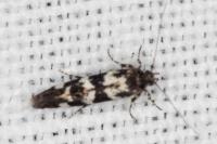 Denisia lutea