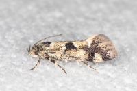 Denisia lutea