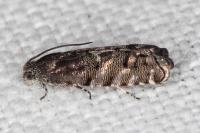 Pammene splendidulana