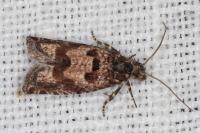 Pelochrista fusculana