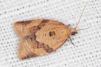 Clepsis consimilana