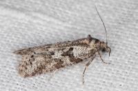 Cnephasia