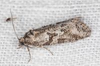 Cnephasia