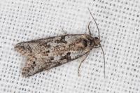 Cnephasia