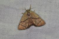 Apoda limacodes