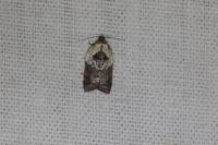 Acleris variegana