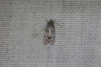 Symmoca signatella