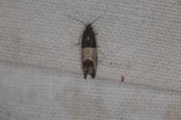 Spilonota ocellana