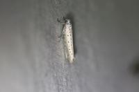 Yponomeuta plumbella