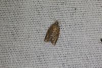 Clepsis consimilana