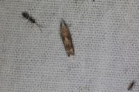 Eucosma conterminana
