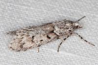 Diurnea fagella