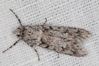 Diurnea fagella