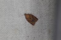 Clepsis consimilana