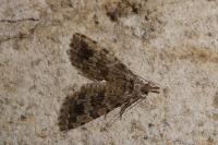Alucita hexadactyla