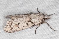 Diurnea fagella