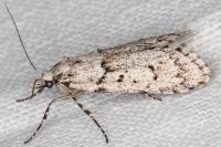 Diurnea fagella