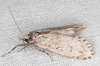 Diurnea fagella