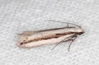 Mirificarma interrupta