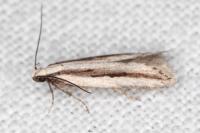 Mirificarma interrupta