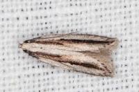 Mirificarma interrupta