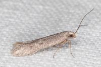 Oxypteryx helotella