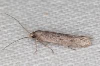 Oxypteryx helotella