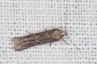 Oxypteryx helotella